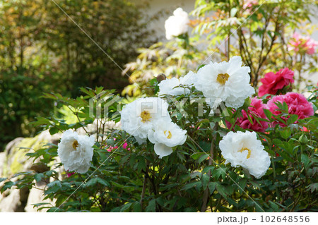 ぼたん　長谷寺　奈良県 102648556