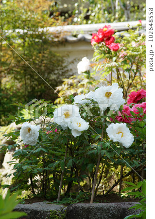 ぼたん　長谷寺　奈良県 102648558