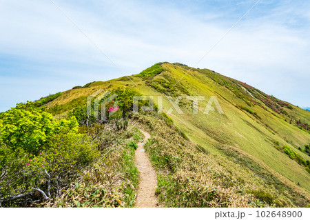 春の伊予富士・寒風山・笹ヶ峰登山（寒風山～笹ヶ峰） 102648900