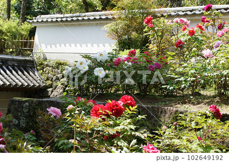 ぼたん　牡丹　長谷寺　奈良県 102649192