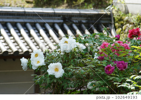 ぼたん　牡丹　長谷寺　奈良県 102649193