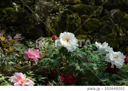 ぼたん　牡丹　長谷寺　奈良県 102649202