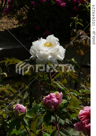 ぼたん　牡丹　長谷寺　奈良県 102649224