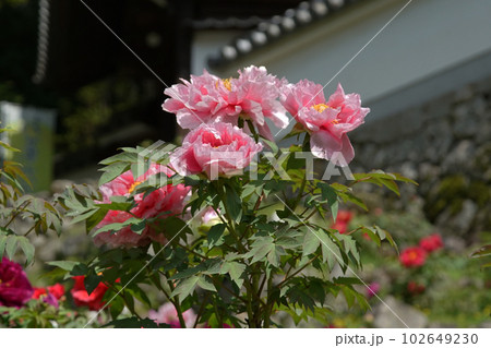 ぼたん　牡丹　長谷寺　奈良県 102649230
