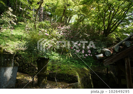 ぼたん　牡丹　長谷寺　奈良県 102649295