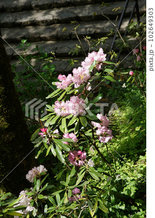 ぼたん　牡丹　長谷寺　奈良県 102649303