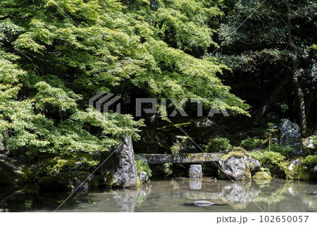 初夏の蓮華寺　青もみじと庭　京都府京都市 102650057