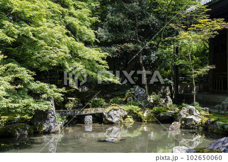 初夏の蓮華寺 青もみじと庭 京都府京都市 初夏の蓮華寺 青もみじと庭 京都府京都市 102650060