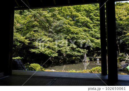 初夏の蓮華寺 青もみじと庭 京都府京都市 初夏の蓮華寺 青もみじと庭 京都府京都市 102650061