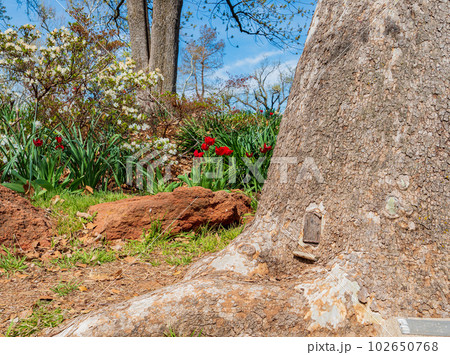 Close up shot of Fairy tale tree house in the Will Rogers Gardens 102650768