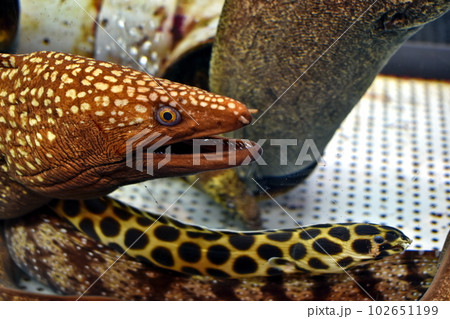 水族館　高知　むろと廃校水族館 102651199