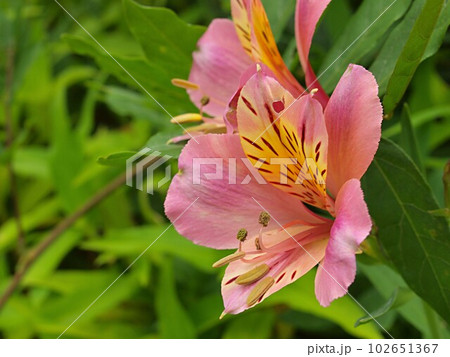 ピンク色のアルストロメリアの花 ピンク色のアルストロメリアの花 102651367