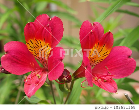 赤いアルストロメリアの花 赤いアルストロメリアの花 102651369