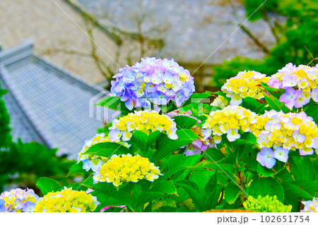 綺麗に咲いたあじさいの花 綺麗に咲いたあじさいの花 102651754