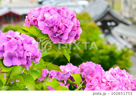 綺麗に咲いたあじさいの花 102651755