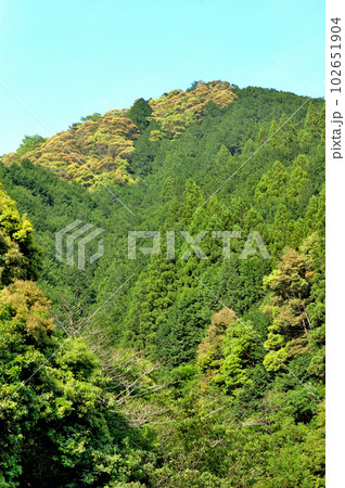 静岡市郊外春の里山風景 102651904