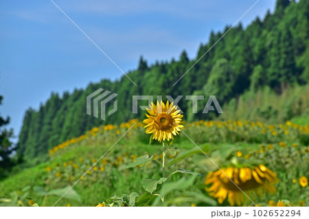 むつみひまわりロード 山口 向日葵 ひまわり ひまわり畑 夏 むつみひまわりロード 山口 向日葵 ひまわり ひまわり畑 夏 102652294