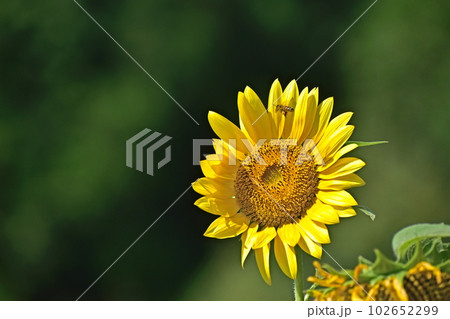 むつみひまわりロード　山口　向日葵　ひまわり　ひまわり畑　夏 102652299