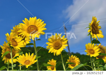 Mutsumi Himawari Road Yamaguchi Himawari - Stock Photo
