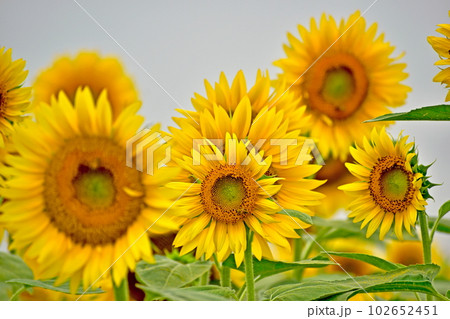 向日葵　ひまわり　ヒマワリ　岡山　笠岡ベイファーム 102652451