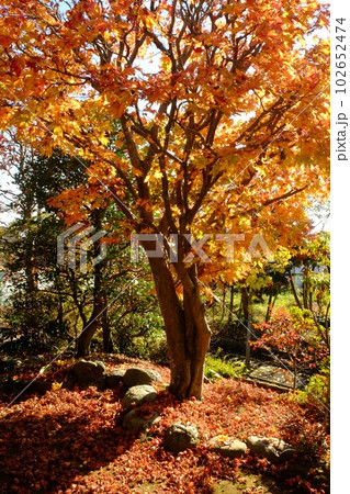 庭先のモミジ紅葉 【相模原市津久井 11月】 庭先のモミジ紅葉 【相模原市津久井 11月】 102652474