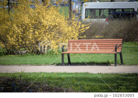 Wooden bench standing near path with big yellow blooming hedge on the background in a city park 102653005