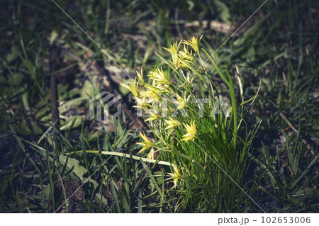 Goose onion small yellow flowers in dark grass lawn mysterious background Goose onion small yellow flowers in dark grass lawn mysterious background 102653006