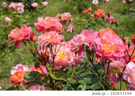 ピンクとオレンジ色のバラの花 ピンクとオレンジ色のバラの花 102653144