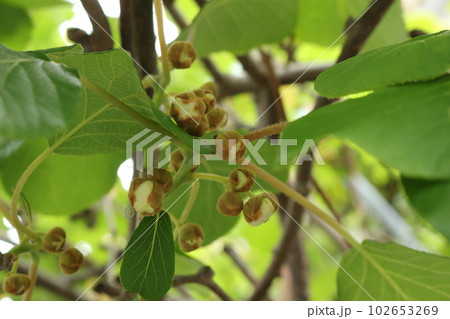 5月に咲くキウイフルーツの白い花 102653269