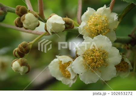 5月に咲くキウイフルーツの白い花 5月に咲くキウイフルーツの白い花 102653272