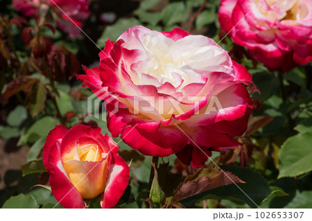赤と黄色のバラの花 赤と黄色のバラの花 102653307