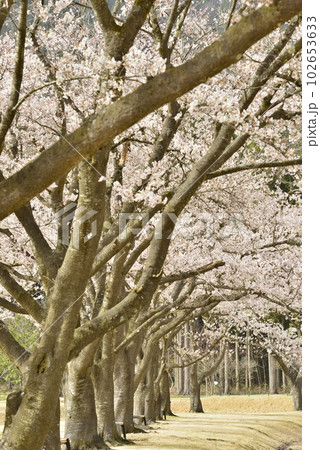 【秋田県大仙市】道の駅・協和の桜並木 【秋田県大仙市】道の駅・協和の桜並木 102653633