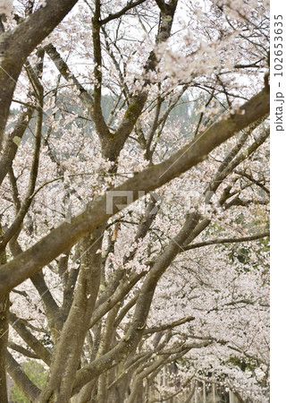 【秋田県大仙市】道の駅・協和の桜並木 【秋田県大仙市】道の駅・協和の桜並木 102653635