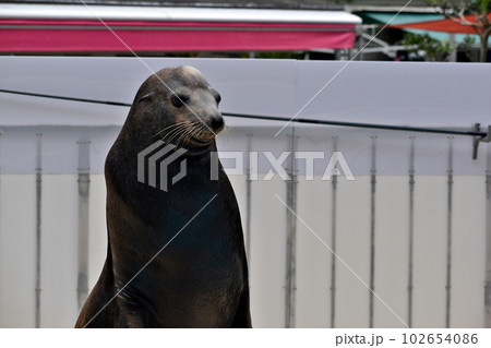 桂浜水族館　高知　アザラシ 102654086