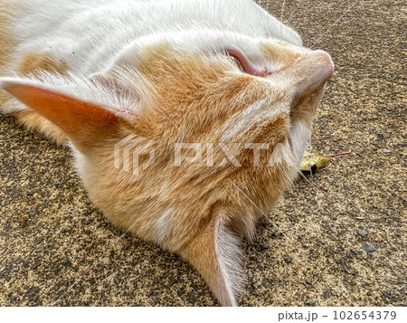 小春日和～ゴロゴロしてるぷーちん 102654379