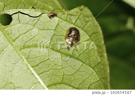 イノコヅチカメノコハムシ 102654587