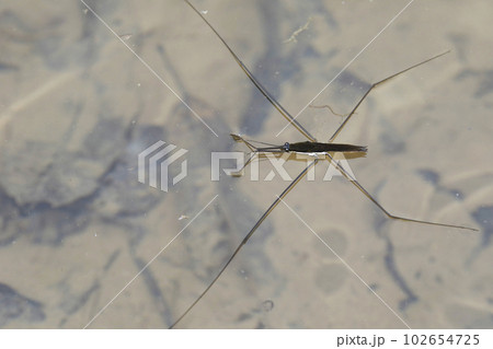 オオアメンボ 102654725