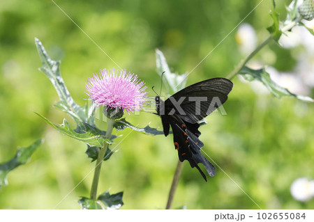 ノアザミの花に吸蜜するオナガアゲハ ノアザミの花に吸蜜するオナガアゲハ 102655084