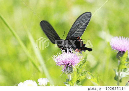 ノアザミの花に吸蜜するオナガアゲハ 102655114