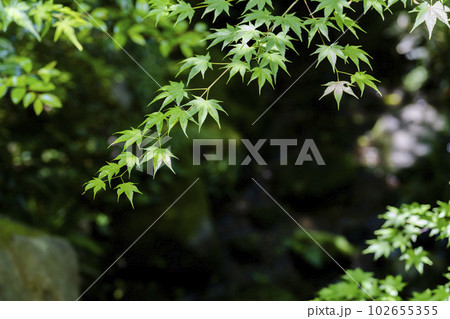 新緑のもみじと瑠璃光院　瑠璃の庭　京都府京都市 102655355