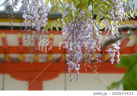 新緑の清水寺　境内の藤の花　京都市東山区 102655433
