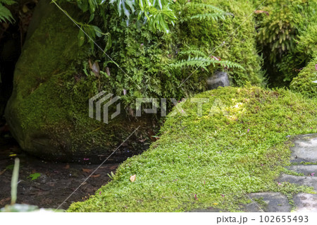 新緑の瑠璃光院 瑠璃の庭 こけ 京都府京都市 新緑の瑠璃光院 瑠璃の庭 こけ 京都府京都市 102655493