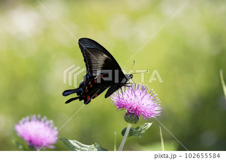 ノアザミの花に吸蜜するカラスアゲハ ノアザミの花に吸蜜するカラスアゲハ 102655584