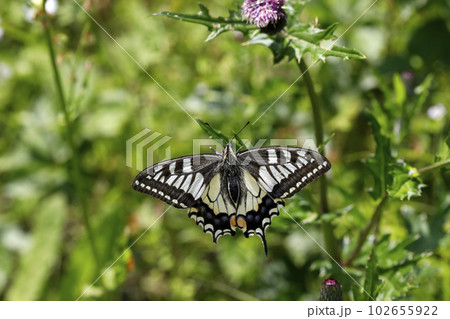 ノアザミの花に吸蜜するキアゲハ ノアザミの花に吸蜜するキアゲハ 102655922