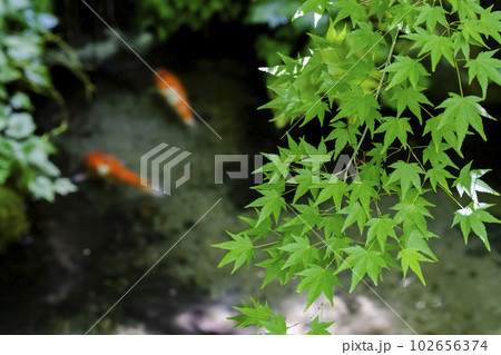 新緑のもみじと瑠璃光院　玄関の池と鯉　京都府京都市 102656374