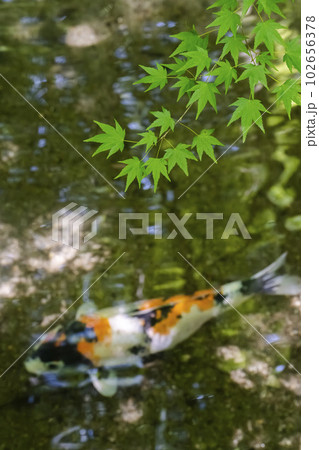 新緑のもみじと瑠璃光院 玄関の池と鯉 京都府京都市 新緑のもみじと瑠璃光院 玄関の池と鯉 京都府京都市 102656378