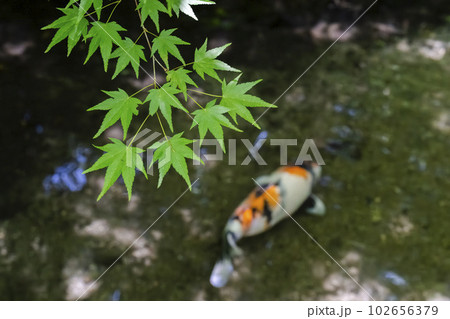新緑のもみじと瑠璃光院　玄関の池と鯉　京都府京都市 102656379
