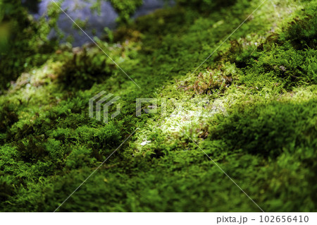 新緑の瑠璃光院 山露地の庭の苔 京都府京都市 新緑の瑠璃光院 山露地の庭の苔 京都府京都市 102656410