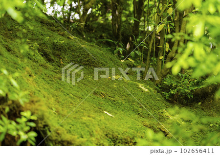新緑の瑠璃光院　山露地の庭の苔　京都府京都市 102656411