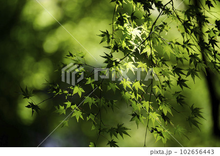 新緑のもみじと瑠璃光院　山露地の庭　京都府京都市 102656443